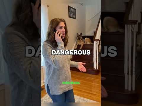 #wildQuerían deshacerse del perro… pero les salvó la vida 🐕😱 #shortsfeed #animals #dog #trending