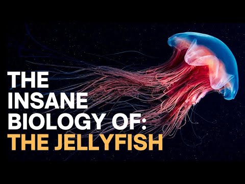 The Insane Biology of: The Jellyfish