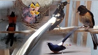 Download lagu Pancingan Suara Rencetan Murai Kawin Terbukti Cepat Merangsang Birahi Murai Susah Birahi mp3