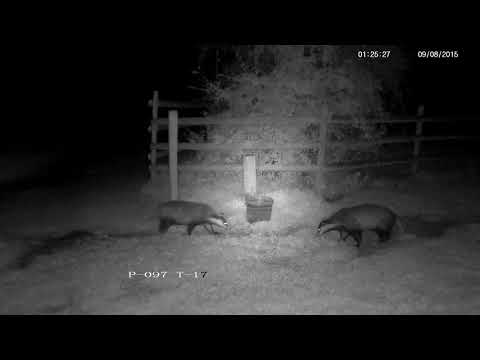 Two rural badgers meet in the middle of the night - with sounds