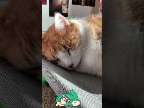 Cat's makes noise when he stretches