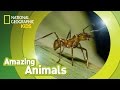 Army Ant 🐜 | Amazing Animals