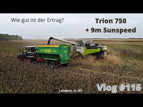 Vlog #116 Sonneblumen dreschen! Wie gut ist der Trion 750 #ClaasTrion #Landwirtschaft