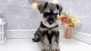 ミニチュアシュナウザーの動画01