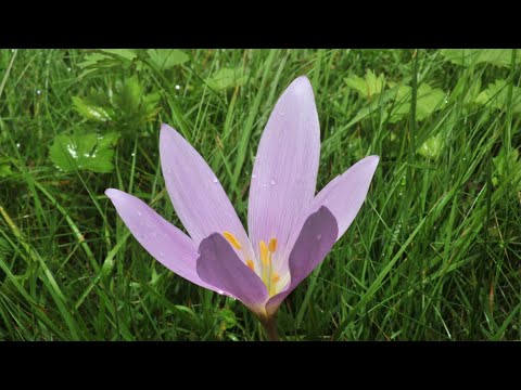 Autumn crocus - a highly poisonous plant