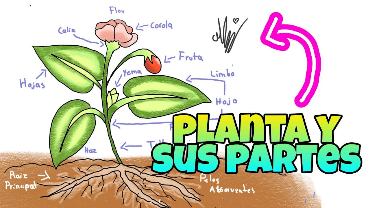 🌿¿Como dibujar una planta y sus partes🌿 Paso a paso para niños ▪︎《facil》▪︎