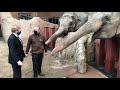 Koning trakteert olifant op appeltje in Blijdorp