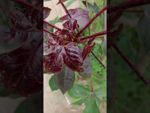 (ASEJE ASINA ASIRI BIBO OWO KIAKIA)EBE AWON AGBA 