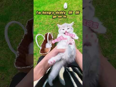 If you could pick one, which kitten are you taking home? 🐱😍 #cat #cute #funny