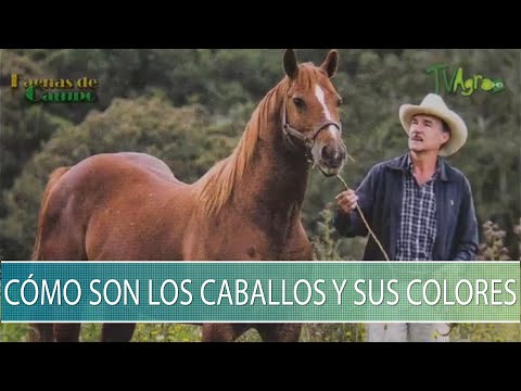 , title : 'Como son los caballos y sus colores - TvAgro por Juan Gonzalo Angel Restrepo'