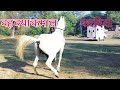 Horse Horse Mating Horse Breeding Bada Horse Bighorse1 Badahorse1 Horsemating Horse
