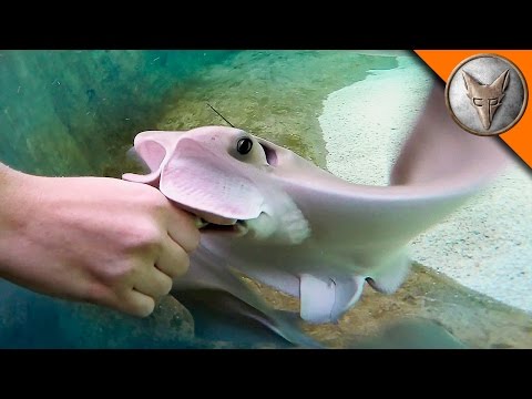 download lagu mp3 mp4 Stingray Eyes, download lagu Stingray Eyes gratis, unduh video klip Stingray Eyes