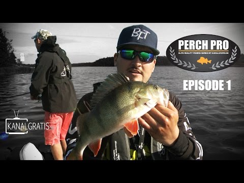 Perch Pro - EPISODE 1 - The Next Level of Perch Fishing | Kanalgratis.se