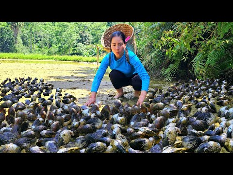 Process Harvesting Mussels - How to catch mussels giant in mud pond - Goes to market sell