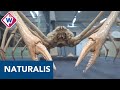 200 jaar Naturalis: kijkje in depot met bijzondere dieren - OMROEP WEST