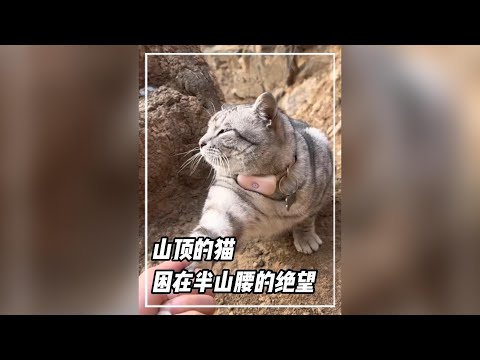 山頂的貓，困在半山腰的絕望。#絕望坡 #寵物 #豆豆 #搞笑