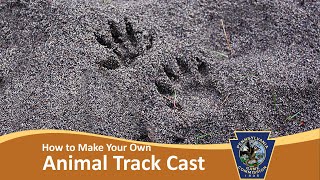 How to Make Your Own Animal Track Cast