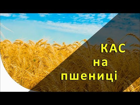 КАС на пшенице