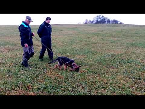 Archie z Jukasu - tracking - 4 months