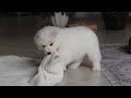 Samoyed dogs for sale: June - Video 1