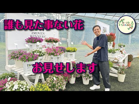 園芸 巨大なスイレン、アマゾンのビクトリア