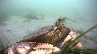 preview picture of video 'What Happens When a Crab Feels Threatened?'