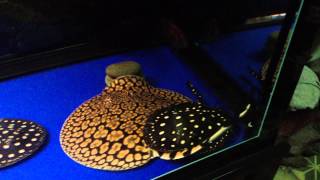 IMG 0936