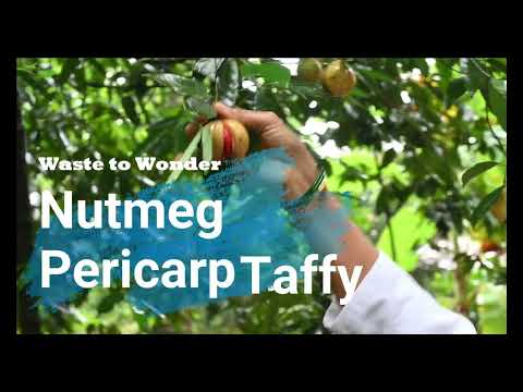 Nutmeg Pericarp Taffy