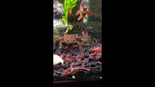 African Dwarf Frog Feeding