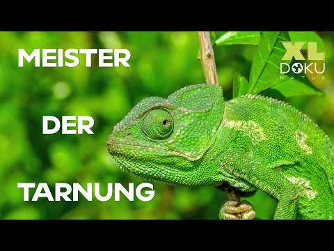Die größten Talente der Natur |  Clever, Getarnt, Verführerisch | XL Naturdoku