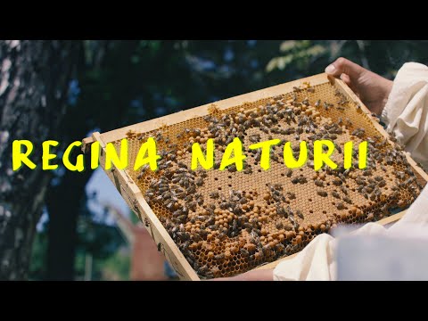 REGINA NATURII - producerea si exportul mierii de albini AIPA / ENPARD Moldova