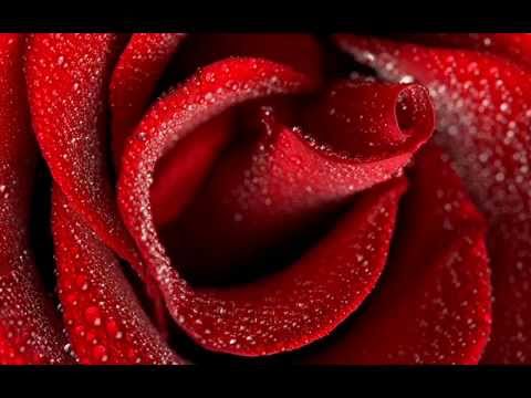 Rondelul rozelor ce mor (Al. Macedonski)