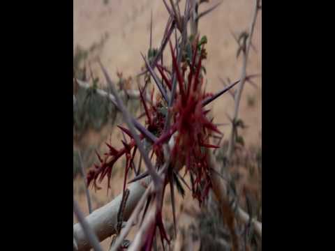 rahul kambariya Nature of lamba bandar ultra hd 4k