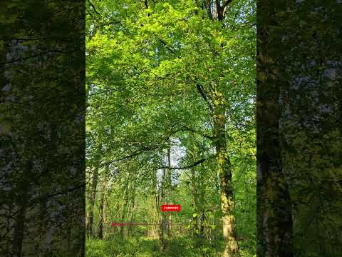 The Sound Of The Forest - #NatureWaltz A Natural Documentary