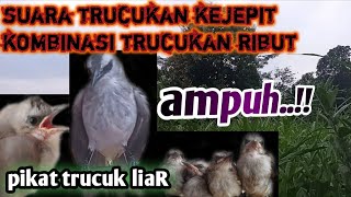 Download lagu suara pikat ampuh trucukan.trucuk KEJEPIT kombinasi trucuk dewasa. mp3 Download lagu suara pikat ampuh trucukan.trucuk KEJEPIT kombinasi trucuk dewasa. mp3