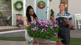 Roberta's 3-Piece Hardy Geranium Live Plants on QVC