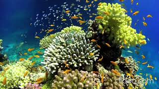 🐠 4 HOURS RELAXING AQUARIUM | Peaceful Fish & Water Sounds for Sleep, 