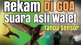 Download lagu Suara Walet Goa Anakan dan indukan Birahi mp3 Download lagu Suara Walet Goa Anakan dan indukan Birahi mp3