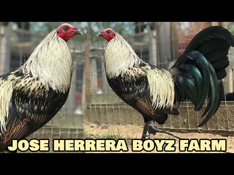 Jose Herrera Boyz Farm Beautiful Birds | Farm Visit