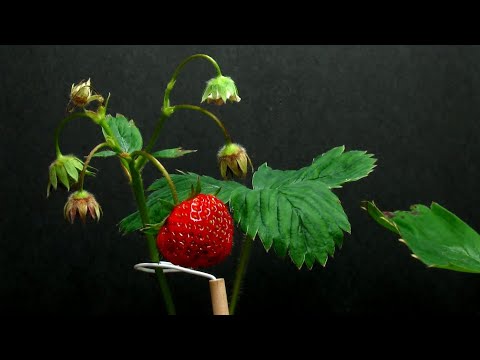 Time Lapse of Strawberry Plant