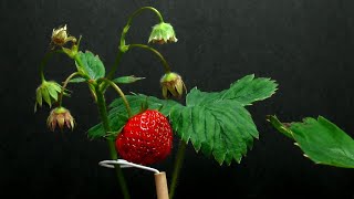 Time Lapse of Strawberry Plant