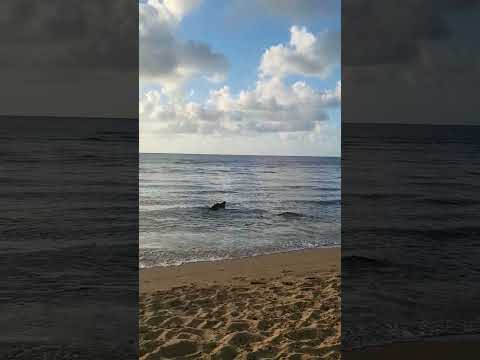 Sunset at the beach Hi USA