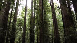 In the Redwoods