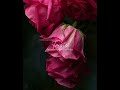 Triste by Rosalind Muñoz