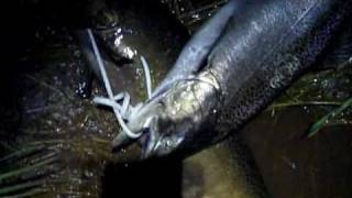 Kaz vs. Wild, Catchin' fish and takin' names!! Survival, bug out  and Rustic Camping practice