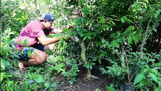 Download lagu PANEN CANGKOKAN BAHAN BONSAI SERUT mp3