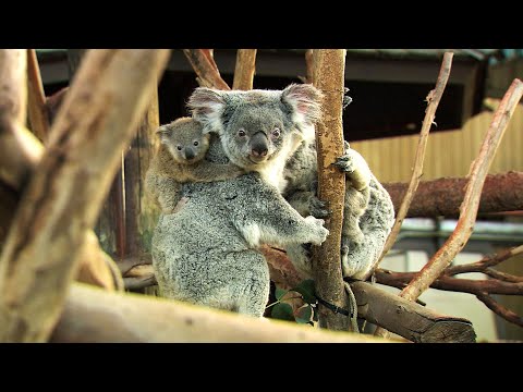 San Diego Zoo 1-Day Pass