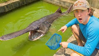 Rare Fish Found LIVING in GREEN SLIME POND!