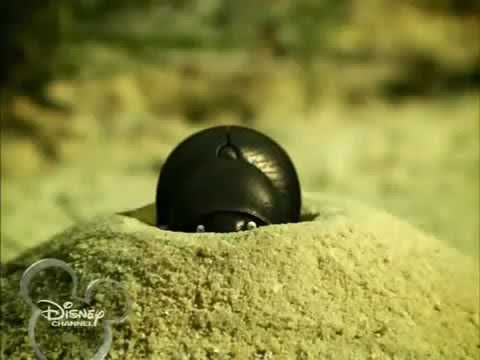 Minuscule   beetle and the mirror