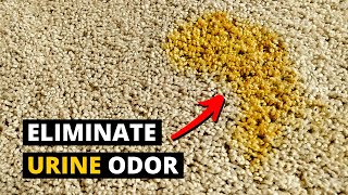 How to Remove PET URINE ODOR From Carpet Using Enzymes